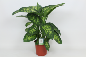 Dieffenbachia seguine 'Tropic Snow'