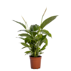 Spathiphyllum 'Sweet Lauretta'