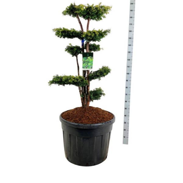 Taxus baccata 'Dovastonii Aurea'