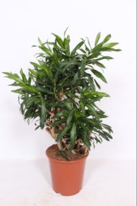 Dracaena reflexa 'Song of Jamaica'