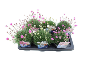 Armeria maritima