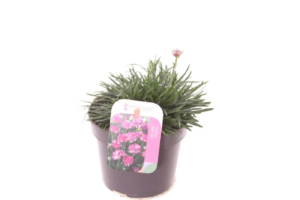 Armeria maritima 'Splendens'