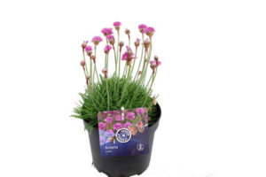 Armeria maritima 'Splendens'