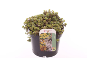 Sedum makinoi