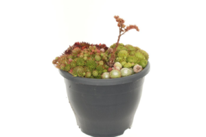 Sempervivum gemengd