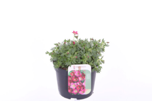 Saxifraga (Arendsii Grp) Alpino Rose