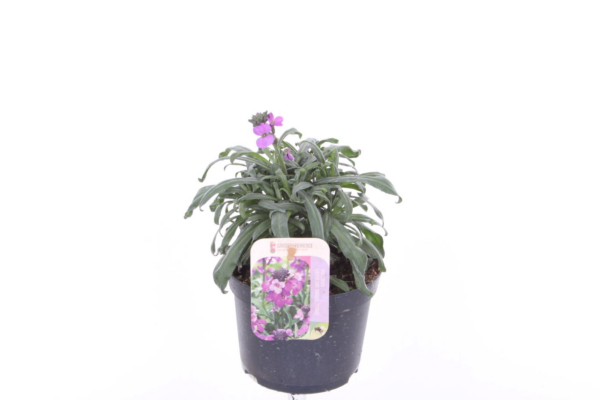 Erysimum linifolium Super Bowl Mauve