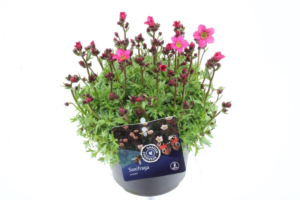 Saxifraga (Arendsii Grp) Marto Rose