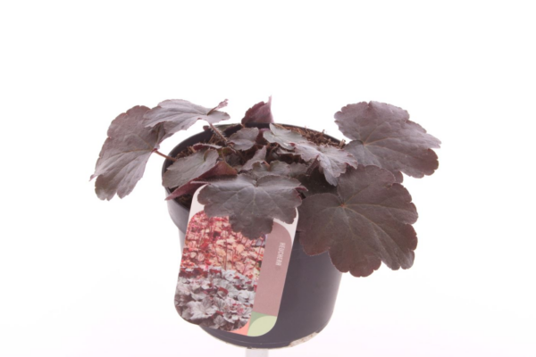 Heuchera micrantha 'Palace Purple'