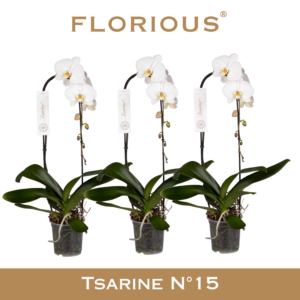 Phalaenopsis 'Tsarine'