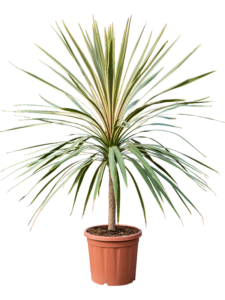 Cordyline australis 'Dazzler' (160-190)