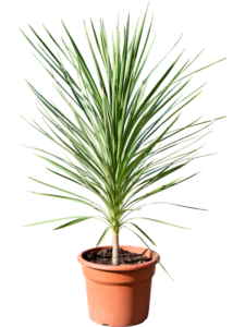 Cordyline australis 'Peko'