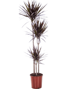 Dracaena marginata 'Magenta'