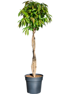 Ficus binnendijkii 'Amstel King'