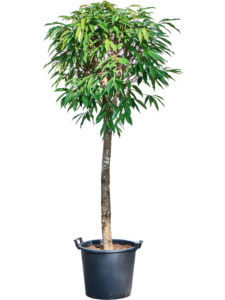 Ficus binnendijkii 'Amstel King'