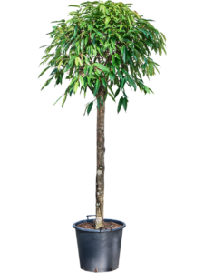 Ficus binnendijkii 'Amstel King'