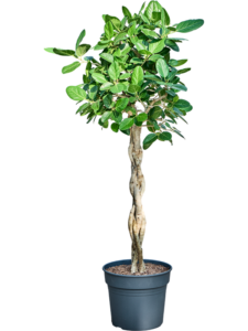 Ficus benghalensis 'Audrey'