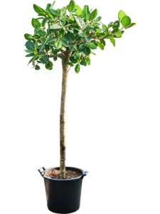 Ficus benghalensis 'Audrey'