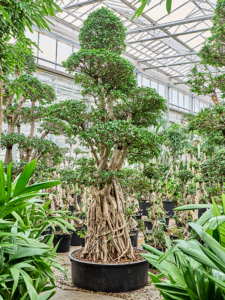 Ficus microcarpa 'Compacta'