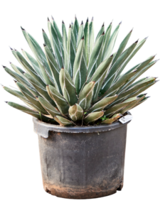 Agave ferdinandi 'Regis'