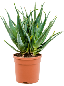 Aloe arborescens