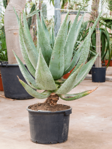 Aloe marlothii