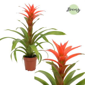 Guzmania Suerte