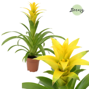 Guzmania Suerte