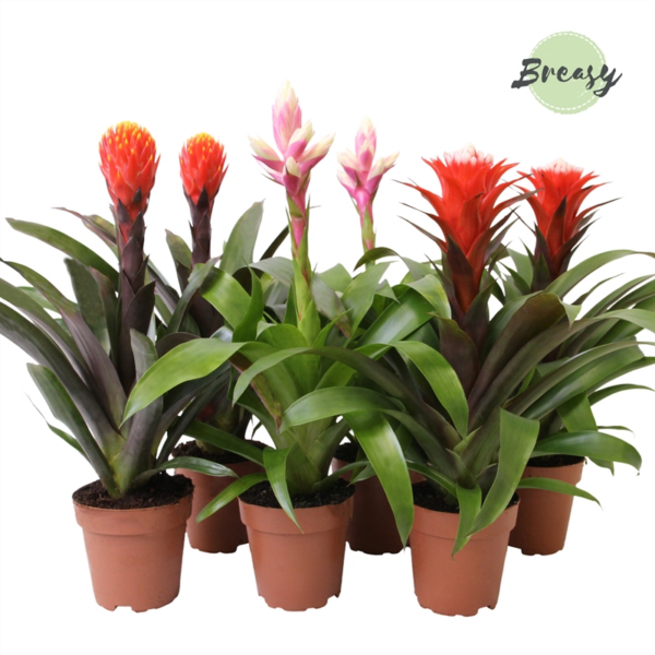 Guzmania Rockyflower Mix