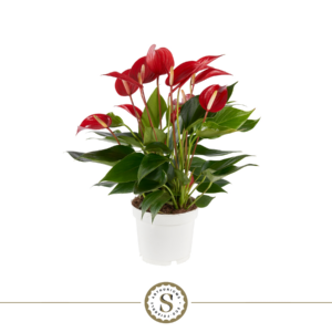 Anthurium Mille Fleurs Roja