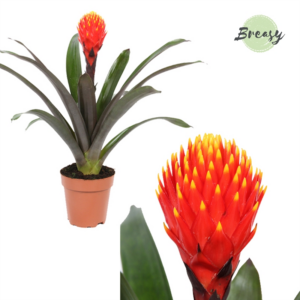 Guzmania Rockyflower Tala