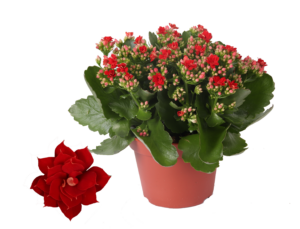 Kalanchoe Rosalina Don Justino