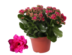 Kalanchoe Rosalina Don Victorio