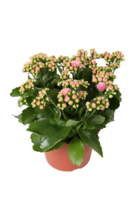 Kalanchoe Rosalina Alano