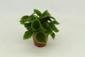 Pilea Moon valley