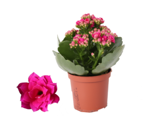 Kalanchoe Rosalina Don Victorio