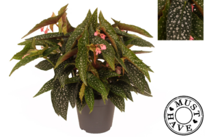 Begonia Maculata Double Dot