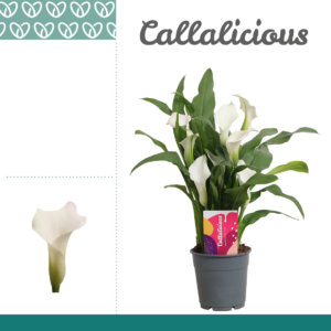 Zantedeschia