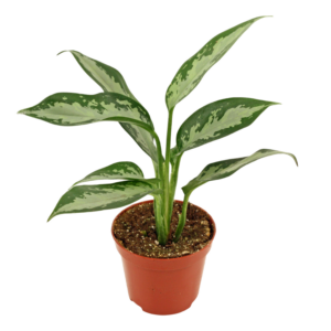 Aglaonema 'Jubilee Compacta'