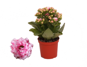 Kalanchoe Rosalina Don Alano