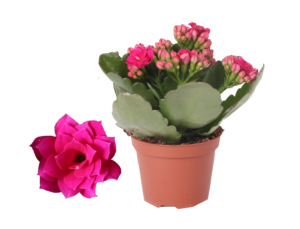 Kalanchoe Rosalina Don Victorio