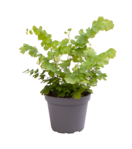 Adiantum raddianum 'Fritz-Luthi'