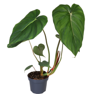 Philodendron Mc Dowell