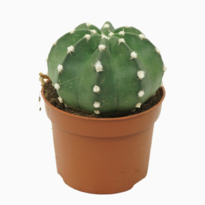 Echinopsis multiplex