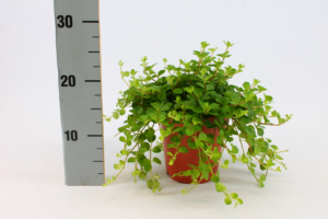 Peperomia rotundifolia