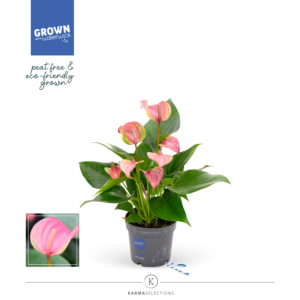 Anthurium Joli