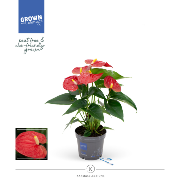 Anthurium Red