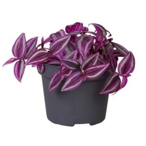 Tradescantia zebrina 'Pink Paradise'