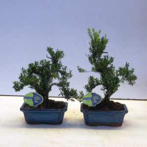 Buxus harlandii