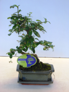 Carmona retusa Bonsai